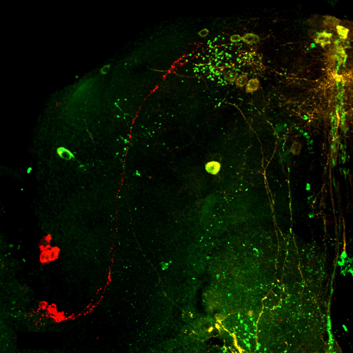 Sex changes the biological clock of female fruit flies, through a "sex peptide" which is transferred from the male during mating